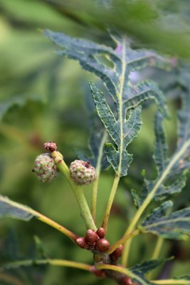 Quercus robur 'Pectinatum' - dub letní - plody